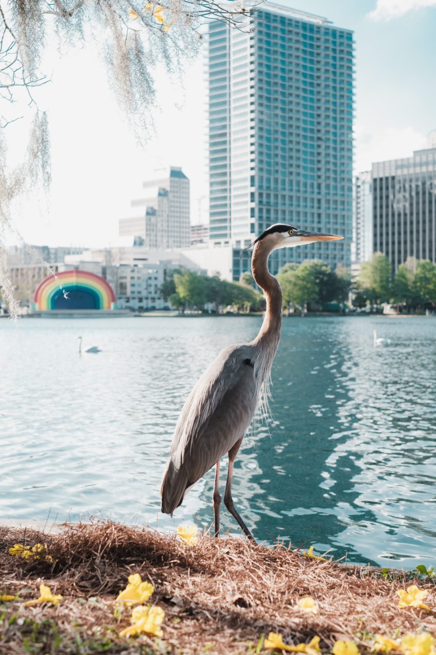 A heron by the lake, downtown Orlando