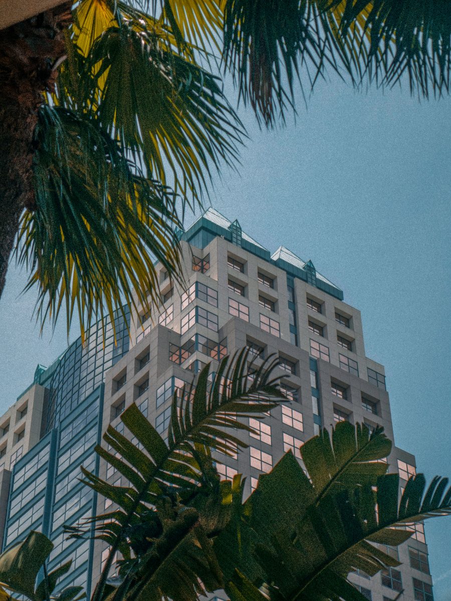 Palms and a lakeside building